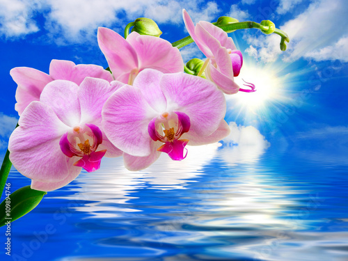 Orchid flower close up