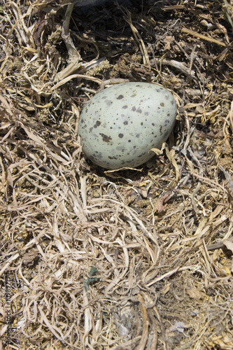 Closeup view of a sp. Larus michahellis (Yellow-legged gull) cyanish egg in its nest during incubation stage. Greece photo