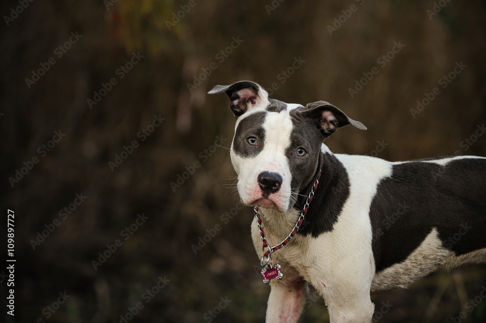 Spotted American Pit Bull Terrier puppy wearing pink choke chain