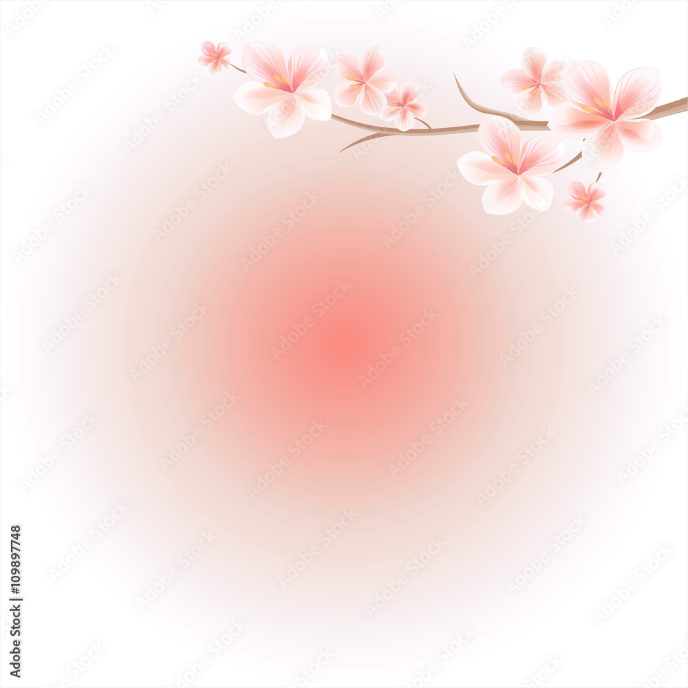 Sakura blossoms background. Branch of sakura with flowers. Cherry blossom branch on pink. Vector