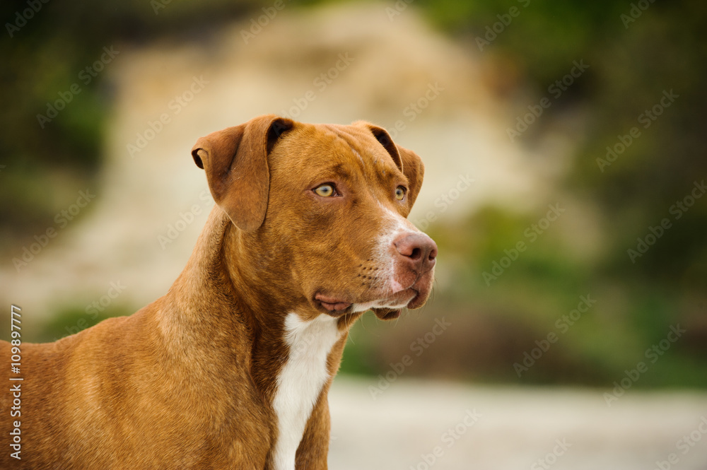 Head shot of young American Pit Bull Terrier with beach and vegetation Head shot of young American Pit Bull Terrier with beach and vegetation