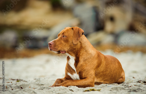 American Pit Bull Terrier puppy relaxing and lying on the sandy beach 