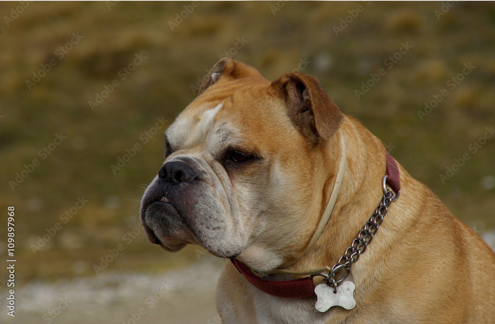 Watchdog Bulldog