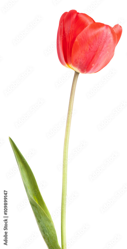 red tulip. isolated on white background red tulip. isolated on white background