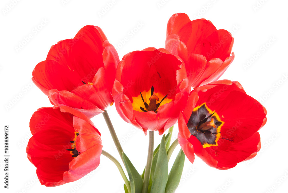 bouquet of red tulips isolated on white background bouquet of red tulips isolated on white background