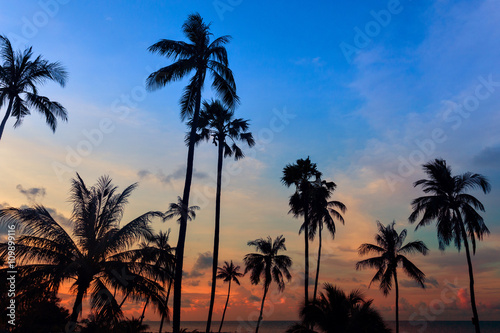 Tall coconut palm trees at twilight sky reflected in water © -Marcus-