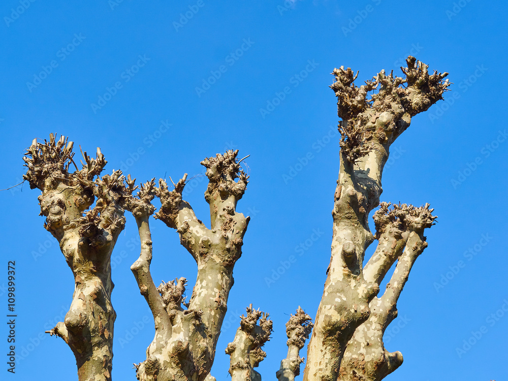 Upper branches of a plane tree (platanus) pollarded completely. blue sky in background. Upper branches of a plane tree (platanus) pollarded completely. blue sky in background.