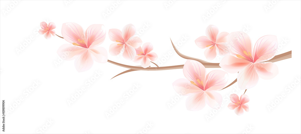 Fototapeta premium Sakura blossoms. Branch of sakura with flowers isolated on white. Cherry blossom branch. Vector