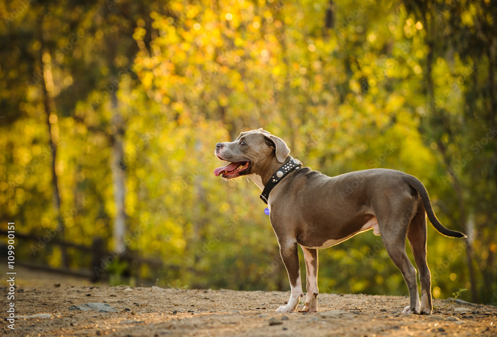 American Pit Bull Terrier standing in forest park 