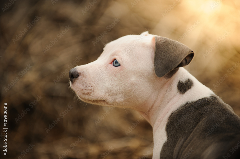 American Pit Bull Terrier puppy with heart shaped marking on shoulder