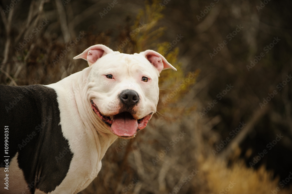 Handsome American Pit Bull Terrier portrait in natural earth tone setting