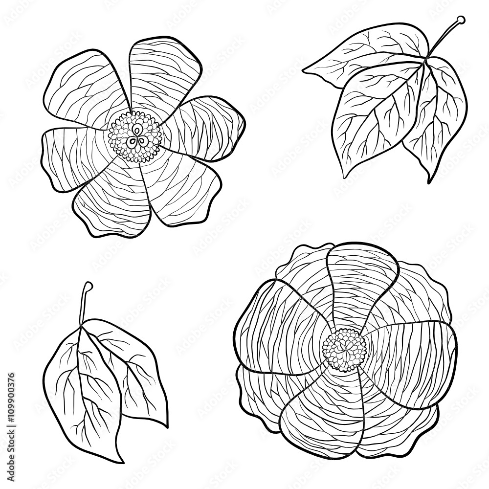 Fototapeta premium Vector hand drawn flowers