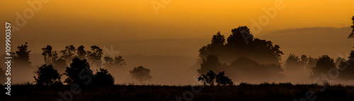 Fotografie Fogy sunset forest scenery in New Zealand