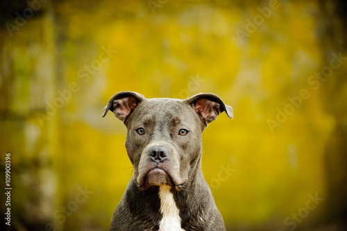 Portrait of Blue Nose American Pit Bull Terrier against grungy yellow cinder block wall