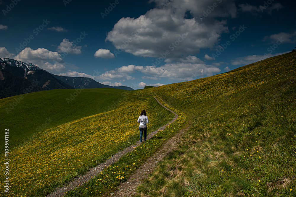 Fototapeta premium Woman is walking in a field of dandelions at Dolomites