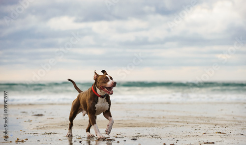 American Pit Bull Terrier running on the ocean beach