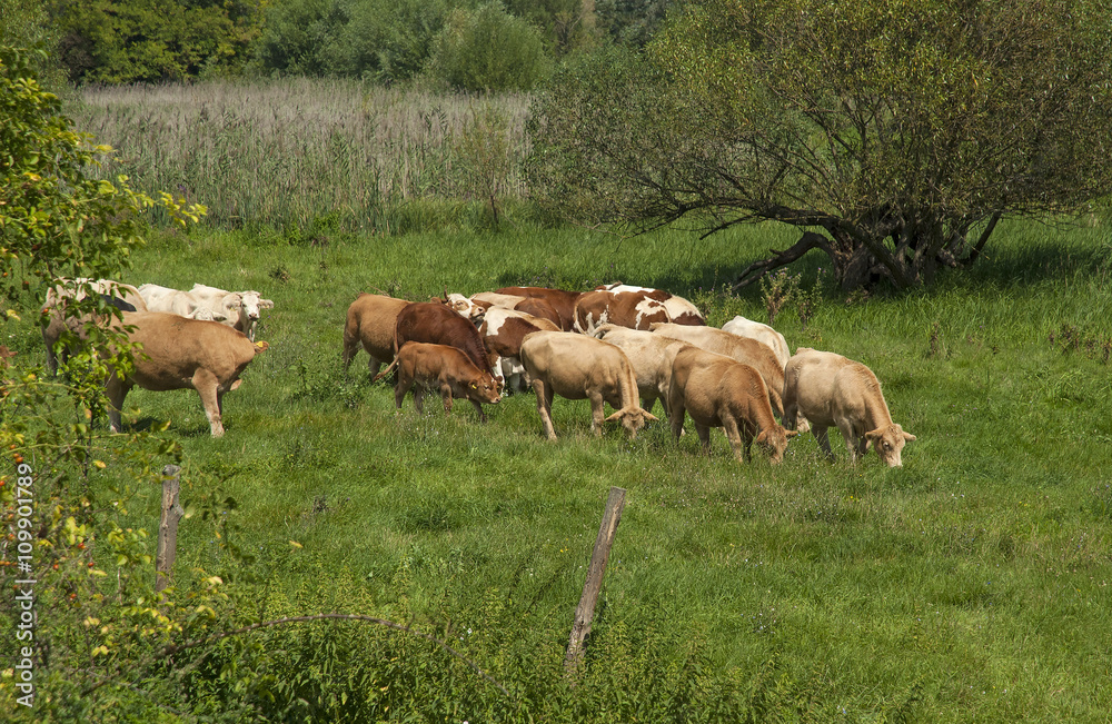 Cows in the field
Cows in the field