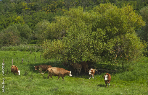 Cows in the field