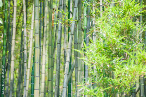 Green bamboo tree trunks in the forest on a sunny da