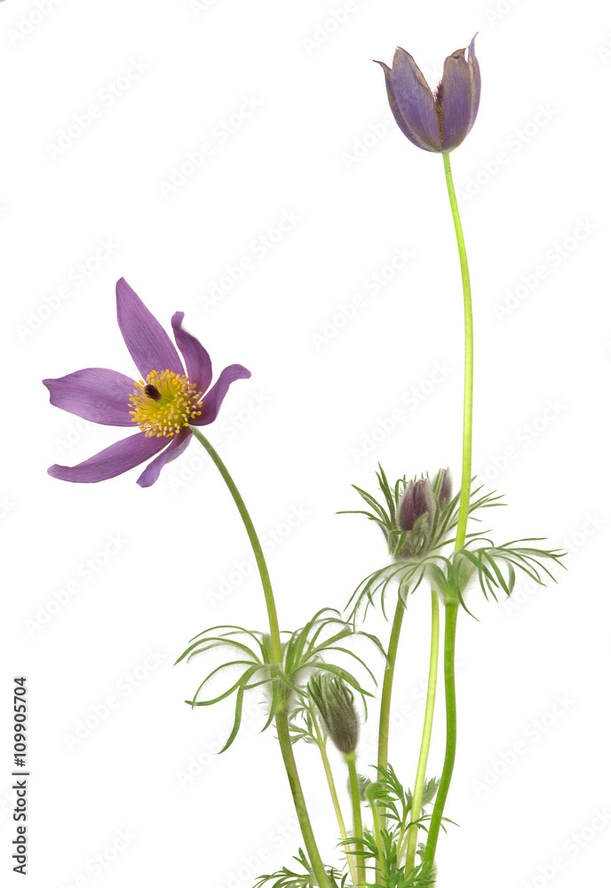 Blooming pasque flower, Pulsatilla vulgaris isolated on white background