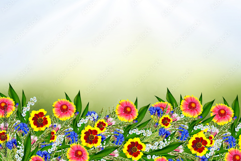 Summer landscape. Colorful garden flowers Gaillardia. Summer landscape. Colorful garden flowers Gaillardia.