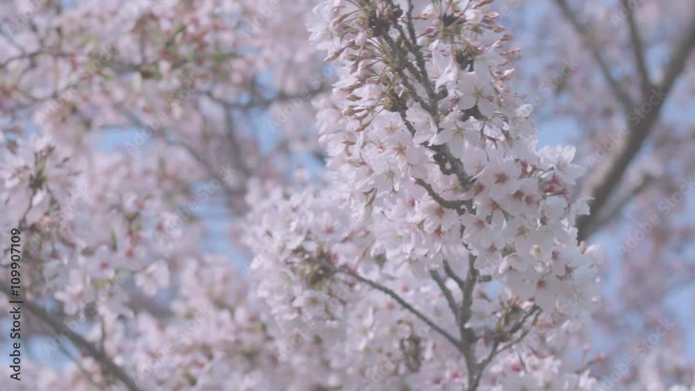 Cherry blossoms,at Showa Memorial Park,Tokyo,Japan,Filmed in 4K. Cherry blossoms,at Showa Memorial Park,Tokyo,Japan,Filmed in 4K.