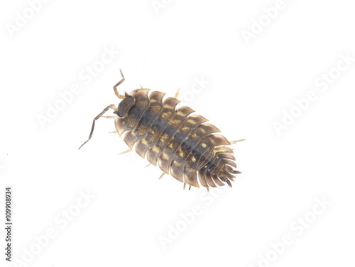 Common woodlouse Oniscus asellus isolated on white background