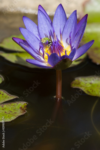 Green bee on purple waterlily photo