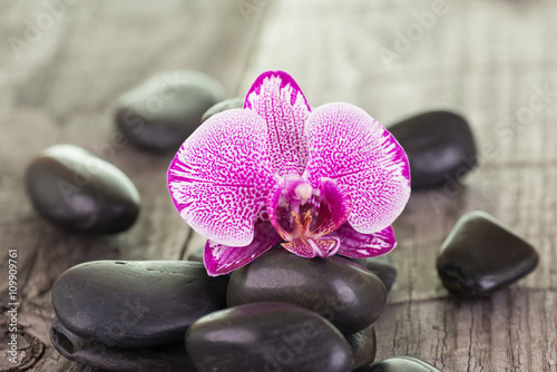 Fuchsia Phalaenopsis orchid and black stones close up