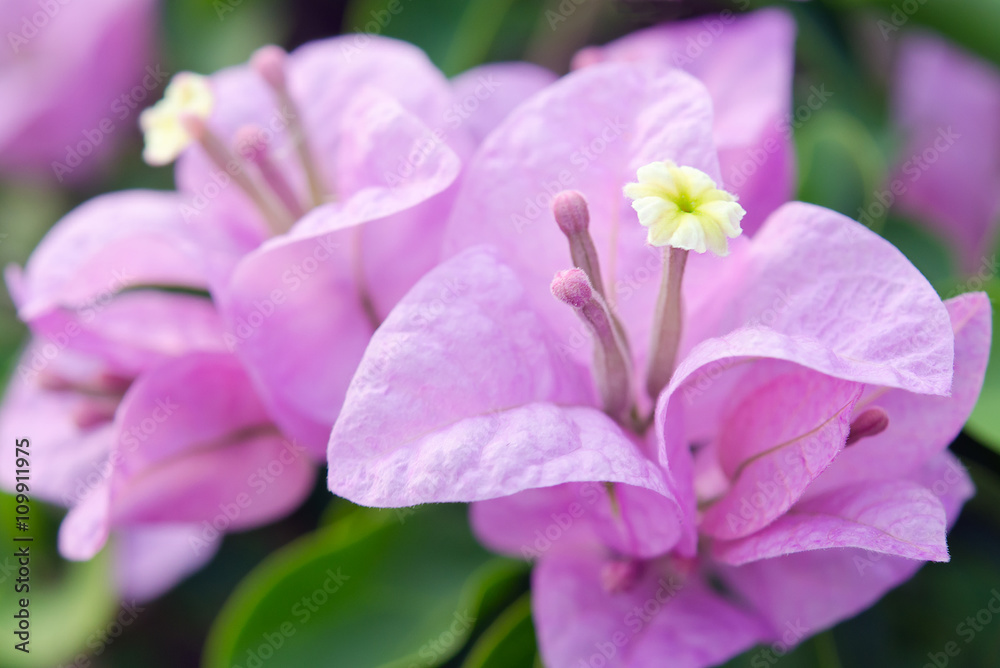 Bougainvilea hybrida flowers in Thailand Bougainvilea hybrida flowers in Thailand