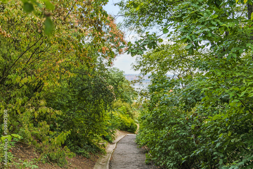 path through green leaves