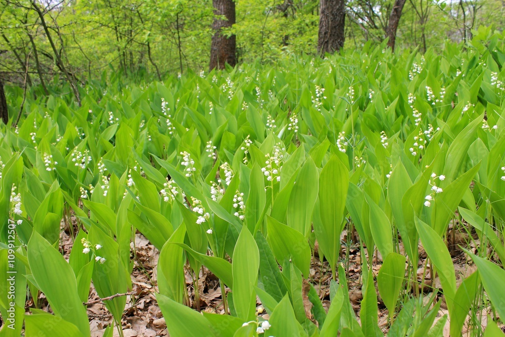 Fototapeta premium Lilies of the valley in the forest 