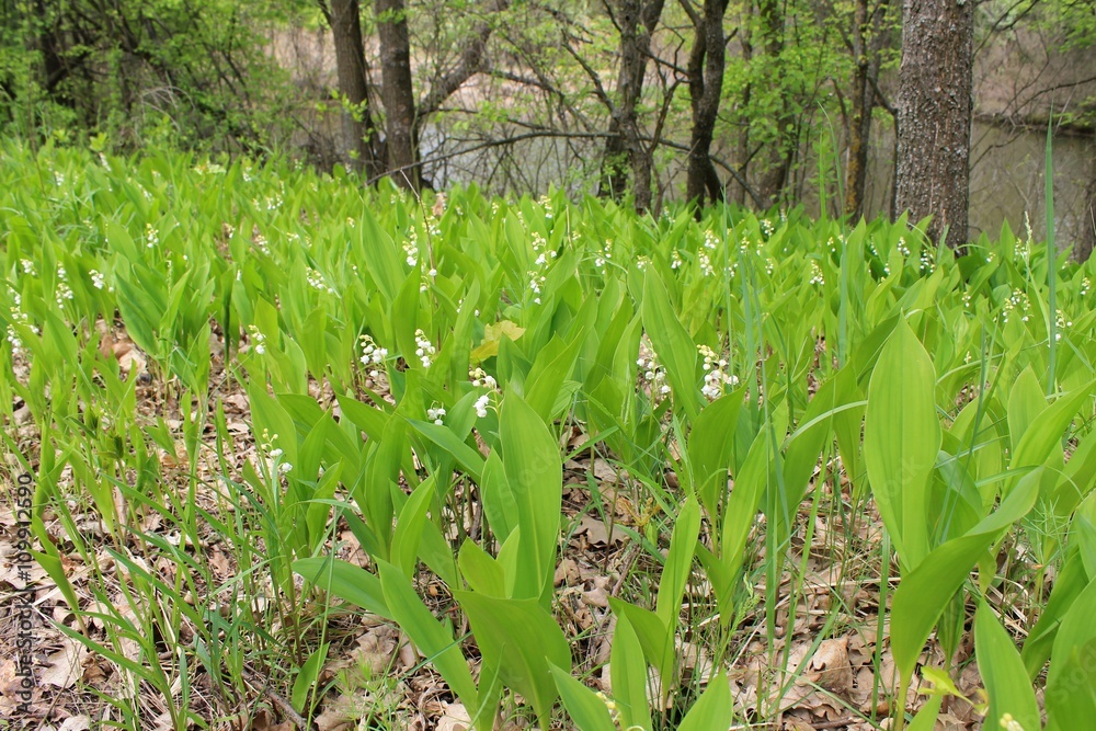 Fototapeta premium Lilies of the valley in the forest 