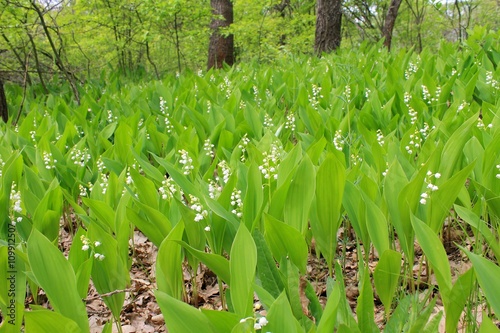 Lilies of the valley in the forest 