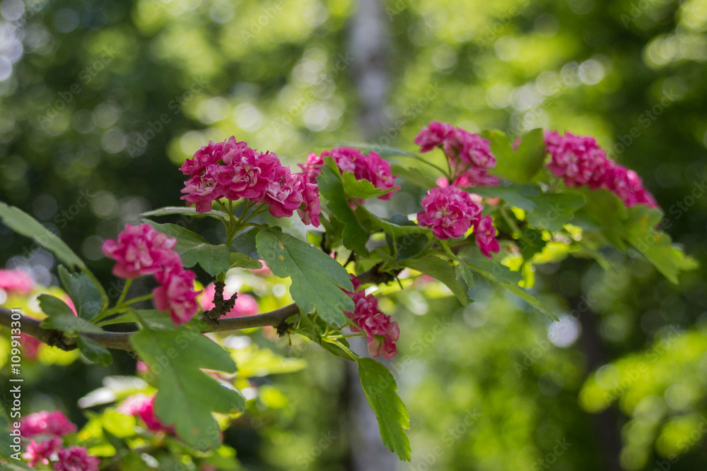 Pink blooming flower Pink blooming flower