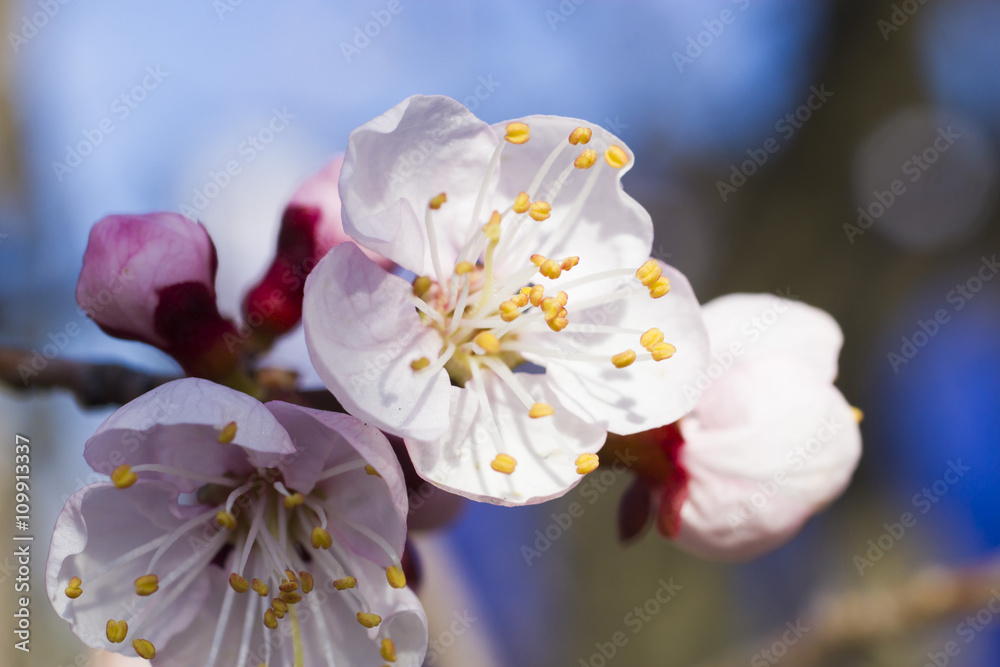 Flowers on a fruit tree Flowers on a fruit tree