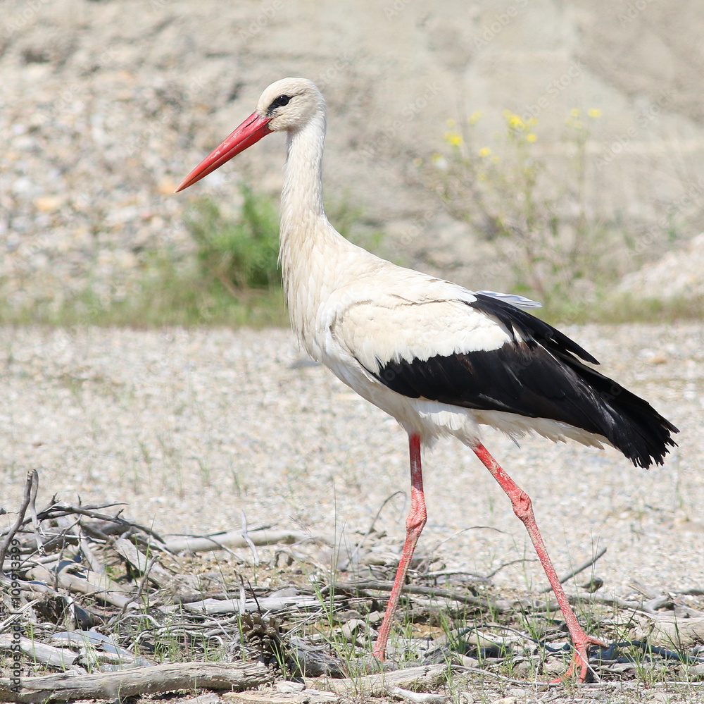 Fototapeta premium White Stork, ciconia ciconia