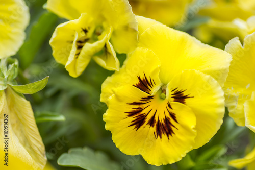 Lovely garden flowers yellow pansies