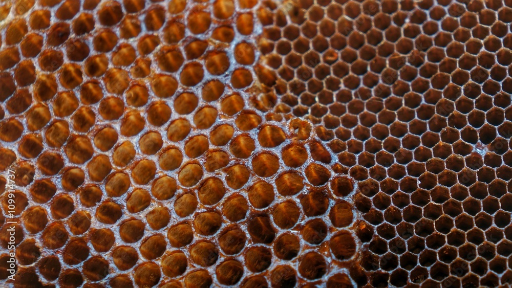 Empty honeycomb in natural surrounding without honey. Empty honeycomb in natural surrounding without honey.