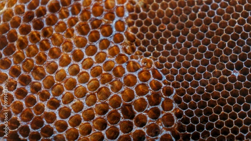 Empty honeycomb in natural surrounding without honey.