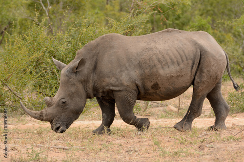 Large lone African White rhinoceros grazing and moving through the bush