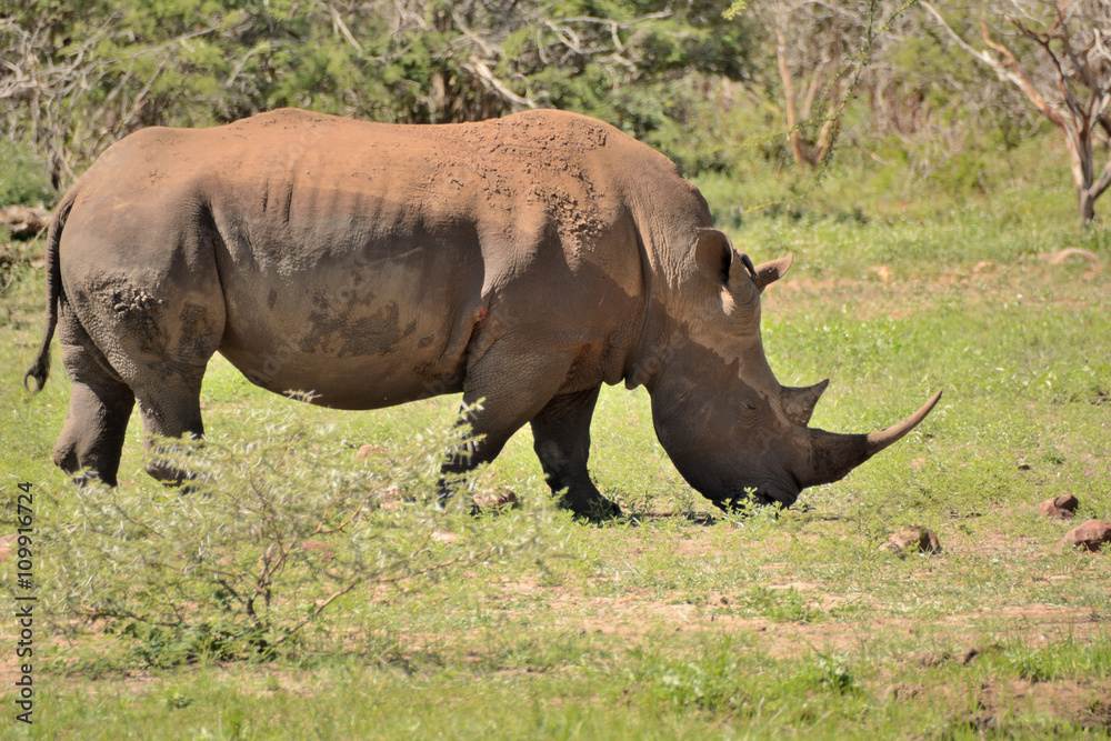 Large lone African White rhinoceros bull grazing peacefully in a clearing Large lone African White rhinoceros bull grazing peacefully in a clearing