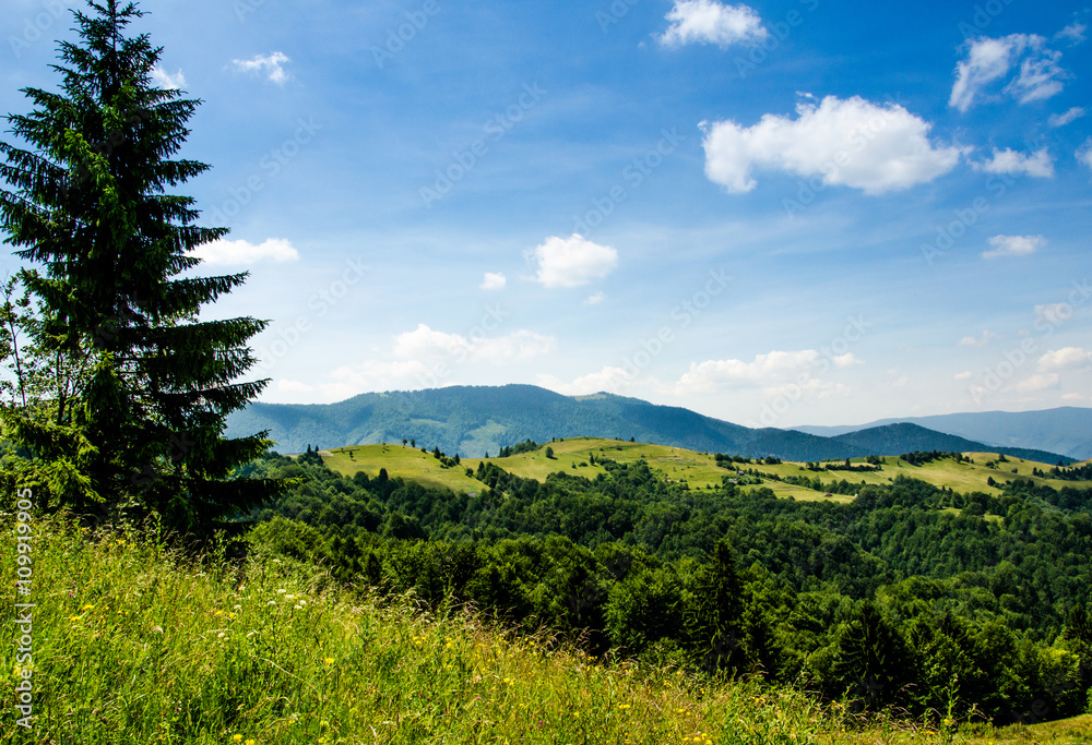 Obraz premium mountain summer landscape. trees near meadow and forest on hills