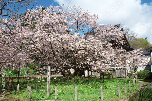 松前の血脈桜