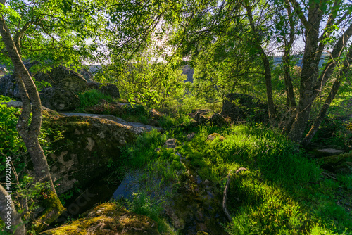 Fantastic foggy river with fresh green grass in the sunlight. Sun beams through tree. Dramatic colorful scenery.