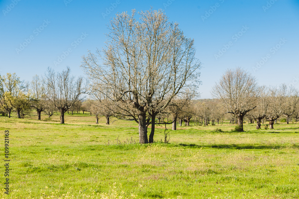 Green grass on a golf field, Alberca, Castilla y Leon Green grass on a golf field, Alberca, Castilla y Leon