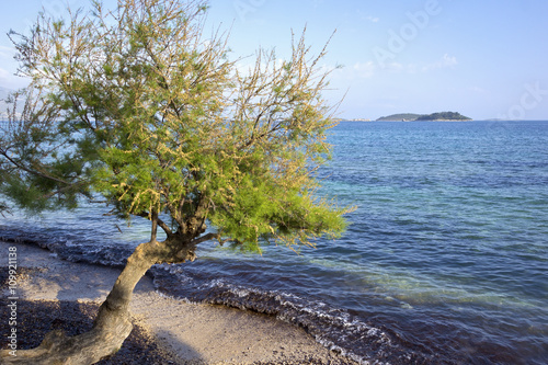 Tamarix stands right on the shore of Adriatic in Orebic photo