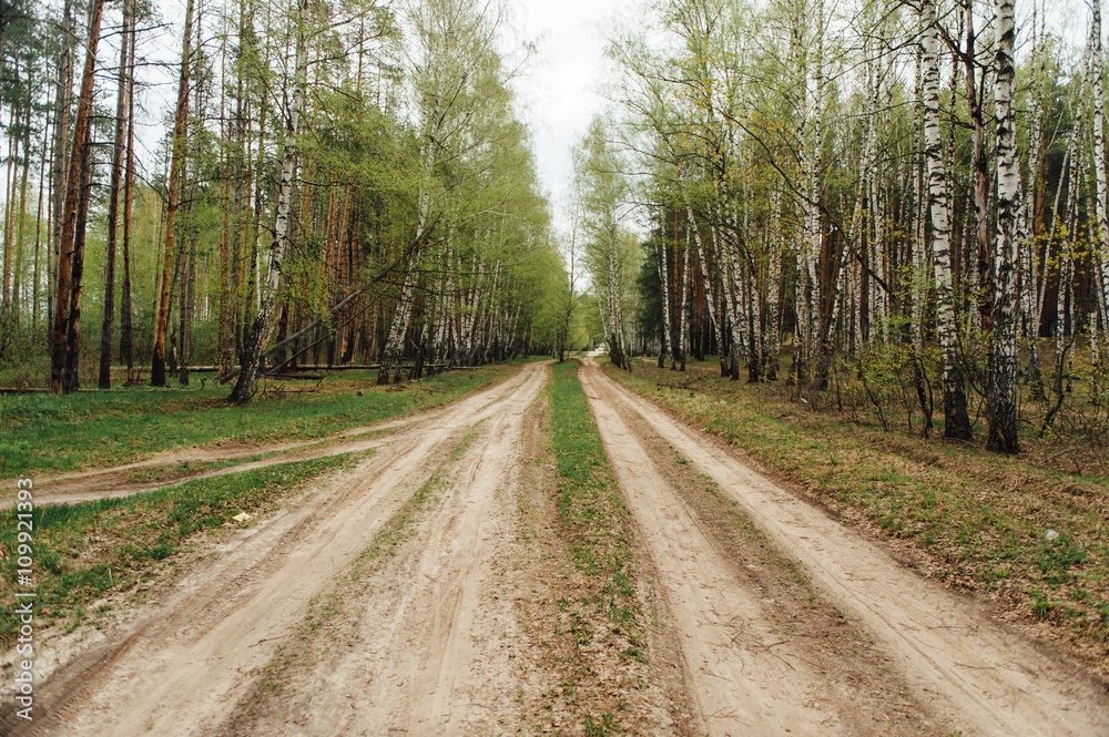 two rural dirt road through a forest