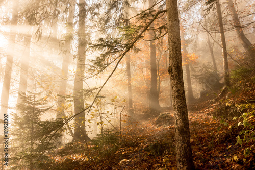 Licht im Herbstwald