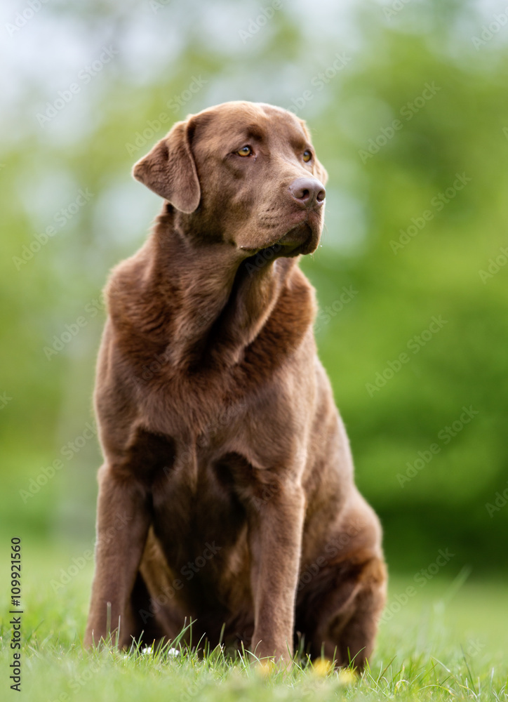 Brown Labrador Retriever Dog Brown Labrador Retriever Dog